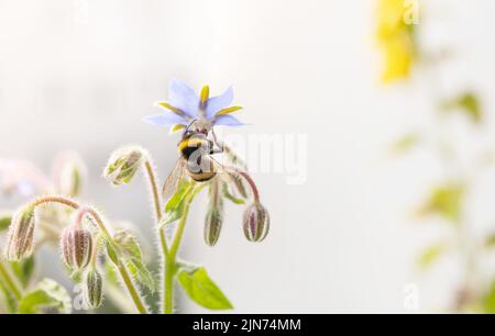 Cute bumblebee (Bombus terrestris) taking nectar from Borago officinalis. Summer nature backrgound Stock Photo