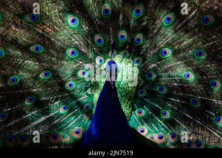 Portrait with lights and shadows of a male Peacock showing his plumage during courtship Stock Photo