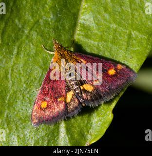 Mint Moth Pyrausta aurata Purpuralis Stock Photo