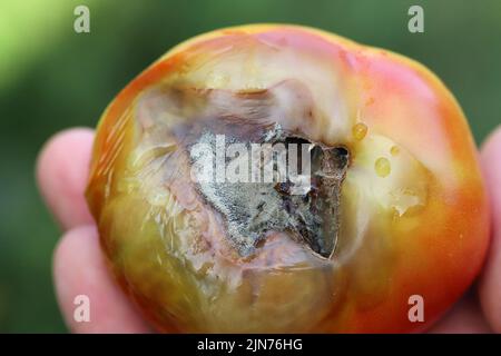 Still Green, Unripe, Young Tomato Fruits Affected By Blossom End Rot ...