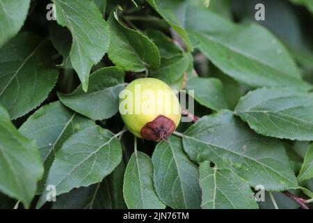 A rotting apple on a tree in an apple orchard. Apple tree disease. Stock Photo