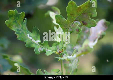 Powdery mildew on oak leaves. This is a dangerous fungal disease caused by Erysiphe alphitoides (Microsphaera alphitoides) fungus. Stock Photo
