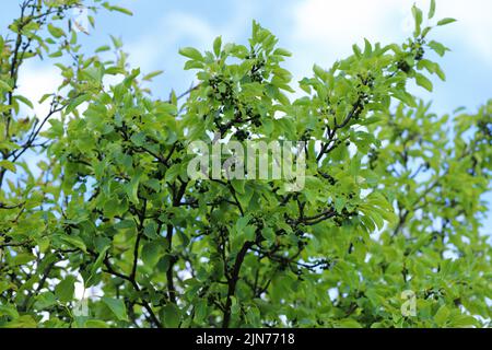 Common buckthorn, Rhamnus catharicus, catharticus. Fruiting shrub. Stock Photo