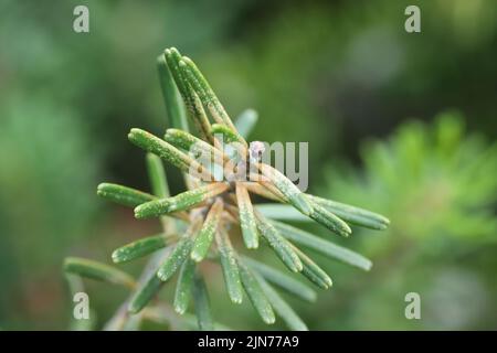Needles on fir shoot with symptoms of feeding of spruce spider mite (Oligonychus ununguis). Stock Photo