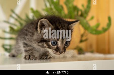 Beautiful cute little gray kitten sitting and looking down close up Stock Photo