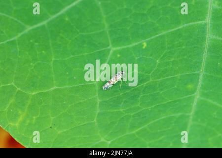 Chrysanthemum leafhopper Eupteryx melissae adult on green leaf. Stock Photo