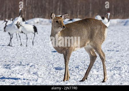 A closeup of a Yezo sika deer in the snow against red-crowned cranes in Hokkaido, Japan Stock Photo