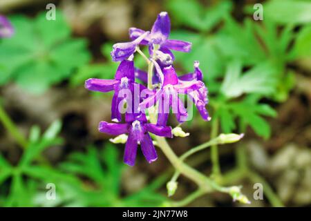 A closeup of delicate dwarf larkspur flowers in sunlight Stock Photo