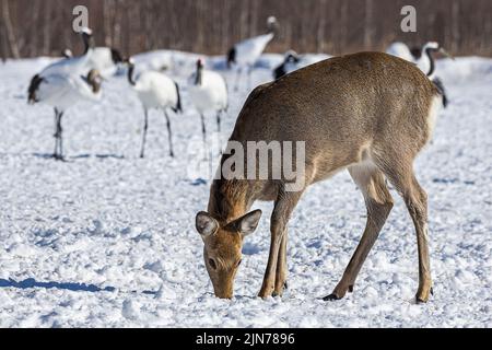 A closeup of a Yezo sika deer feeding in the snow against red-crowned cranes in Hokkaido, Japan Stock Photo