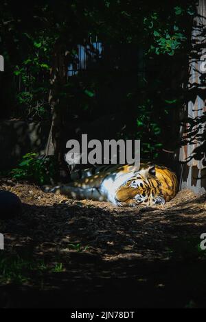 A vertical shot of a Bengal tiger sleeping under the shade of trees on a sunny day in the zoo Stock Photo