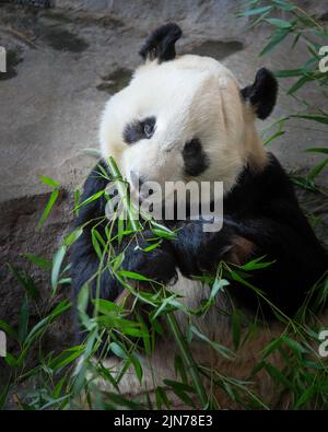 A vertical shot of an adorable panda bear eating bamboo leaves in the daylight Stock Photo