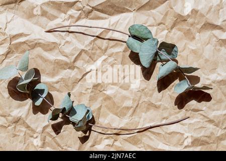 Natural green eucalyptus branches on emptypaper craft background with copy space. Trendy layout with dried plant. Eco concept. Skin care product adver Stock Photo