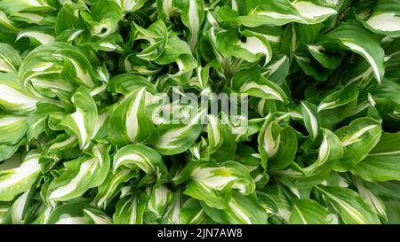 Green-white leaves of the WHIRLWIND host plant. View from above. Background from green leaves Stock Photo