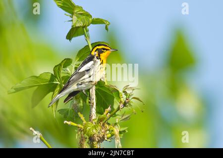 Blackburnian Warbler (Dendroica fusca), male, breeding plumage Stock Photo