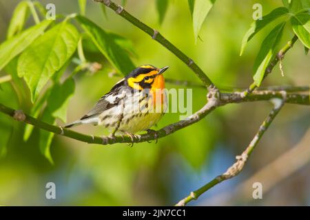 Blackburnian Warbler (Dendroica fusca), male, breeding plumage Stock Photo