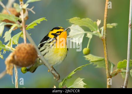 Blackburnian Warbler (Dendroica fusca), male, breeding plumage Stock Photo