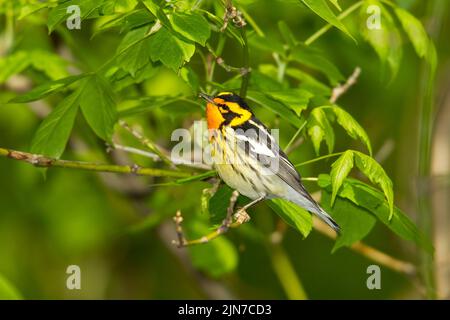 Blackburnian Warbler (Dendroica fusca), male, breeding plumage Stock Photo