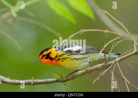 Blackburnian Warbler (Dendroica fusca), male, breeding plumage Stock Photo