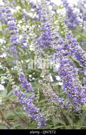 Vitex agnus-castus - chaste tree. Stock Photo