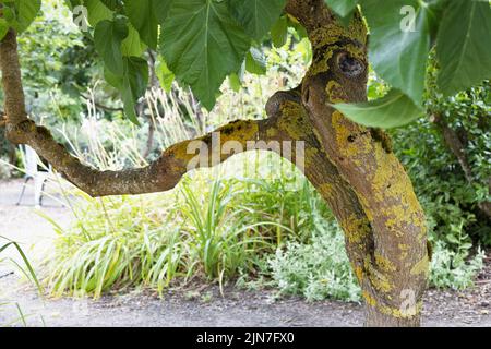 Corkscrew mulberry discount tree