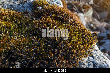 Fine green brown moss growing on rock by river, closeup macro detail, abstract natural background Stock Photo