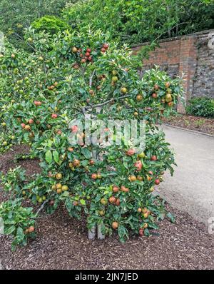 The edible apple Rosacea Malus Domestica shown here laden full of ripen and ripening fruit. Stock Photo