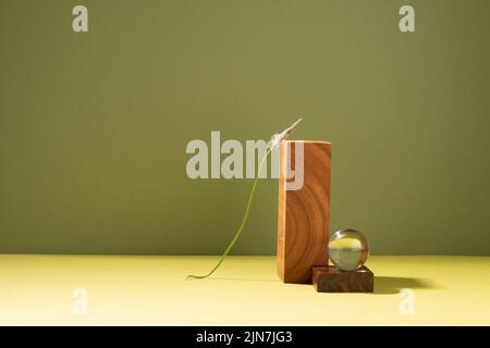 Abstract wooden podium, dark green background hard light shadow. Mockup Stock Photo