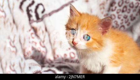A small red kitten looks with surprise. copy space. Stock Photo