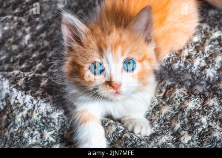 A small red kitten with blue eyes lies on the mat. healthy pet. Stock Photo