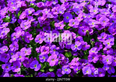 Greek blue cushion in bloom Stock Photo