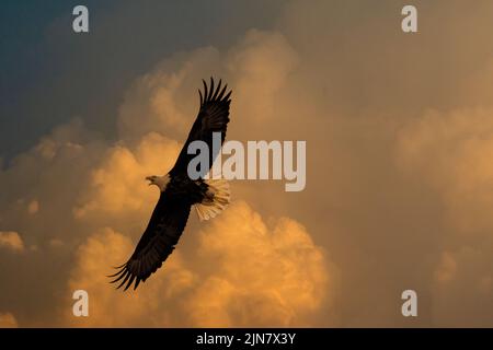 A bald eagle circles through a stormy with wings outstretched and room for copy to the right of the frame in a composite image. Stock Photo