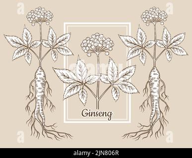 Chinese Medicine Ink Pen Sketch Isolated on White Background. Chinese Medical  Deer Antlers and Ginseng Root. Medical Stock Vector - Illustration of  cosmetics, ginseng: 203084263