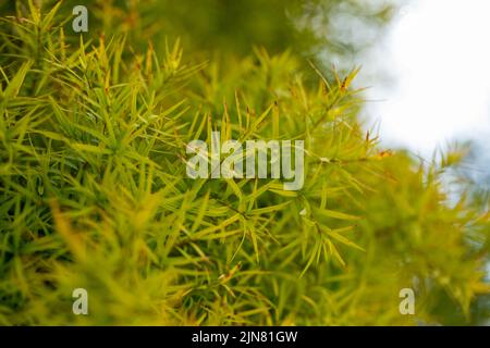 Flax-leaved Paperbark is a Melaleuca tree species with fragrant leaves Stock Photo