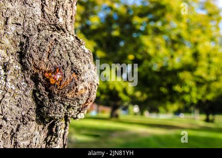 Tree Resin on a Tree Trunk with defocused green background Stock Photo