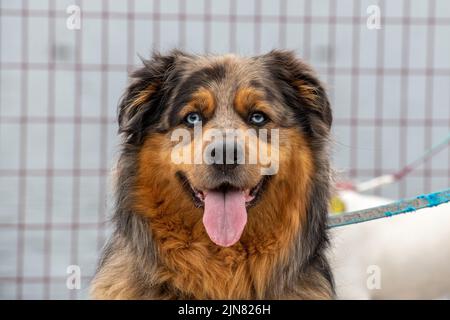 A large golden retriever and Australian Shepard mixed adult dog with blue eyes, and brown, red, and black fur. The animal has its tongue hanging our panting. Stock Photo