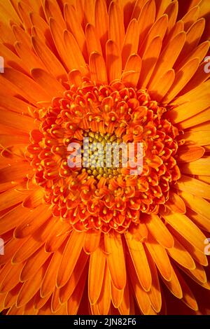 Close up shot of bright orange daisy flower for backgrounds and wallpaper. Texture background. Macro photography. Stock Photo