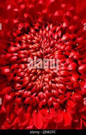 Close up bright red chrysanthemum flower for backgrounds and wallpaper. Texture background. Macro photography. Stock Photo