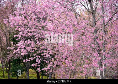 Beautiful pink sakura Flower at phu lom lo Loei, Thailand., Wild Himalayan Cherry., Prunus cerasoides. Stock Photo