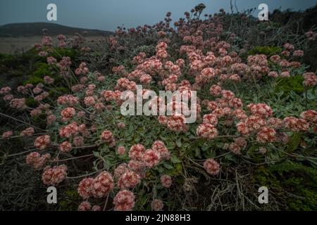 Coast or seaside Buckwheat (Eriogonum latifolium) growing on sand dune habitat in coastal California in Point Reyes National seashore. Stock Photo