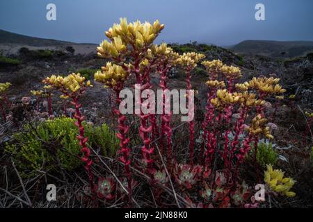 Coastal dudleya (Dudleya caespitosa) growing and flowering in dune habitat in California on a misty evening. Stock Photo