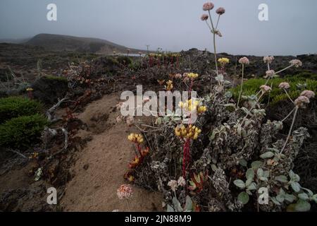 Coast or seaside Buckwheat (Eriogonum latifolium) growing next to coast dudleya (Dudleya caespitosa) in sand dune habitat in coastal California, USA. Stock Photo