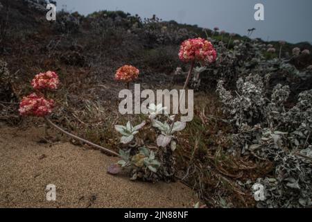 Coast or seaside Buckwheat (Eriogonum latifolium) growing on sand dune habitat in coastal California in Point Reyes National seashore. Stock Photo