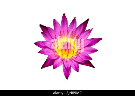 Water lily or lotus flower isolated on white background with clipping path. Stock Photo