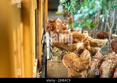 Hybrid Rhode Island Red hens are eating at the feeding trough near the brown fence. Stock Photo