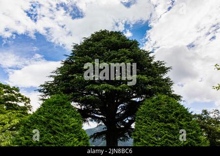 Deodar cedar derives its name from Sanskrit that translates to 'timber of the gods.' The tree is native to the Himalayas, where it has been known to r Stock Photo