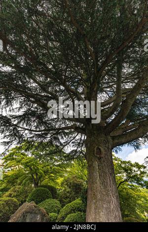 Deodar cedar derives its name from Sanskrit that translates to 'timber of the gods.' The tree is native to the Himalayas, where it has been known to r Stock Photo