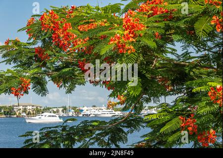 Royal Poinciana (Delonix regia) tree along the Intracoastal Waterway in Palm Beach, Florida. (USA) Stock Photo