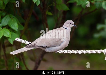 Closeup photo of a curious  collared dove on a fence chain. Stock Photo