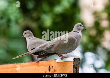 Closeup photo of a pair of  Eurasian collared dove resting on a bench. Stock Photo