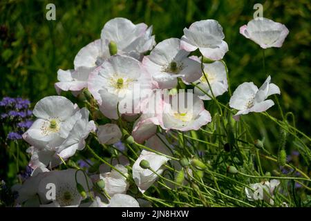 White Papaver 'Bridal White' Poppy White poppies Pale Rose Tint Delicate Fragile Flowers Garden Poppies aka Papaver rhoeas 'Bridal Silk' Annuals Stock Photo